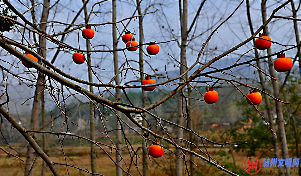 DSC_0056.jpg