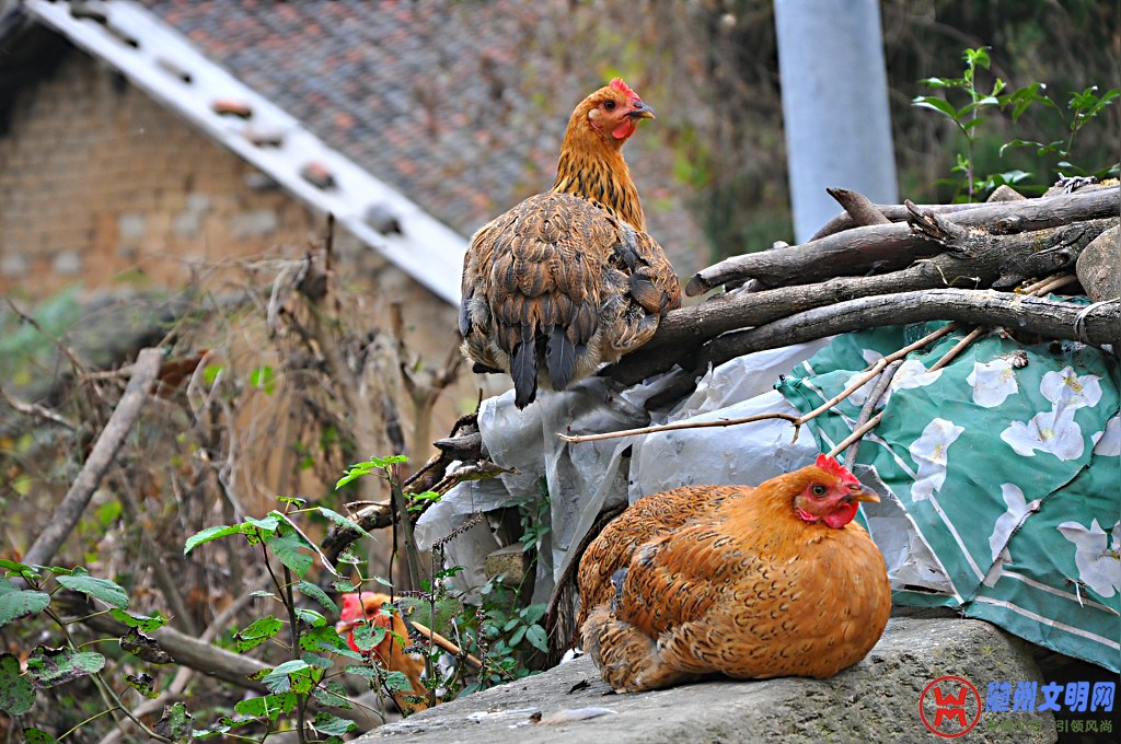 DSC_0019.jpg