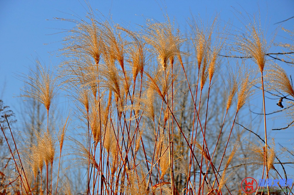 DSC_0007.JPG