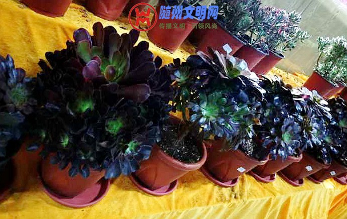 QQͼƬ20180320225737.jpg