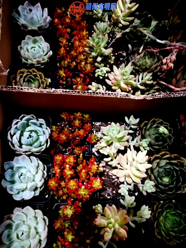 QQͼƬ20180320225932.jpg