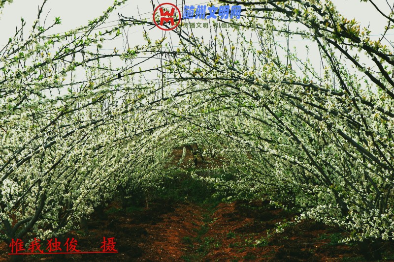 conew_192_conew1.jpg