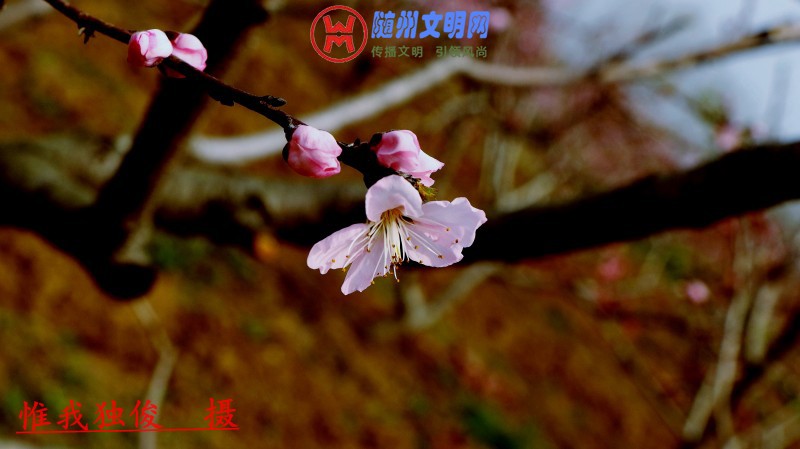 conew_151_conew1.jpg