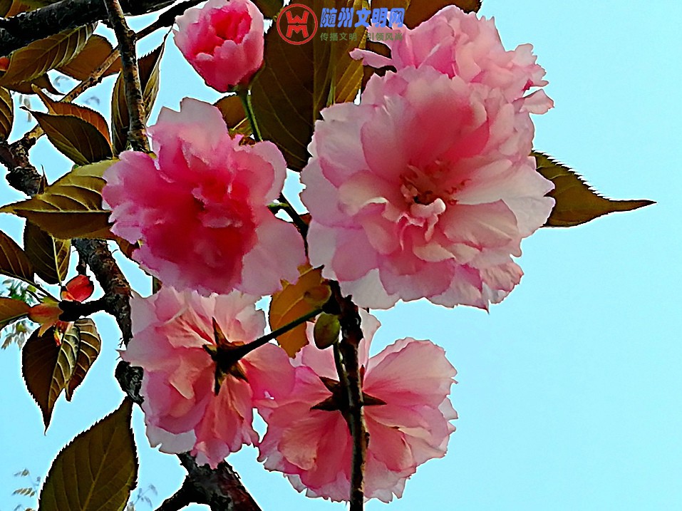 IMG_20180403_070925.jpg