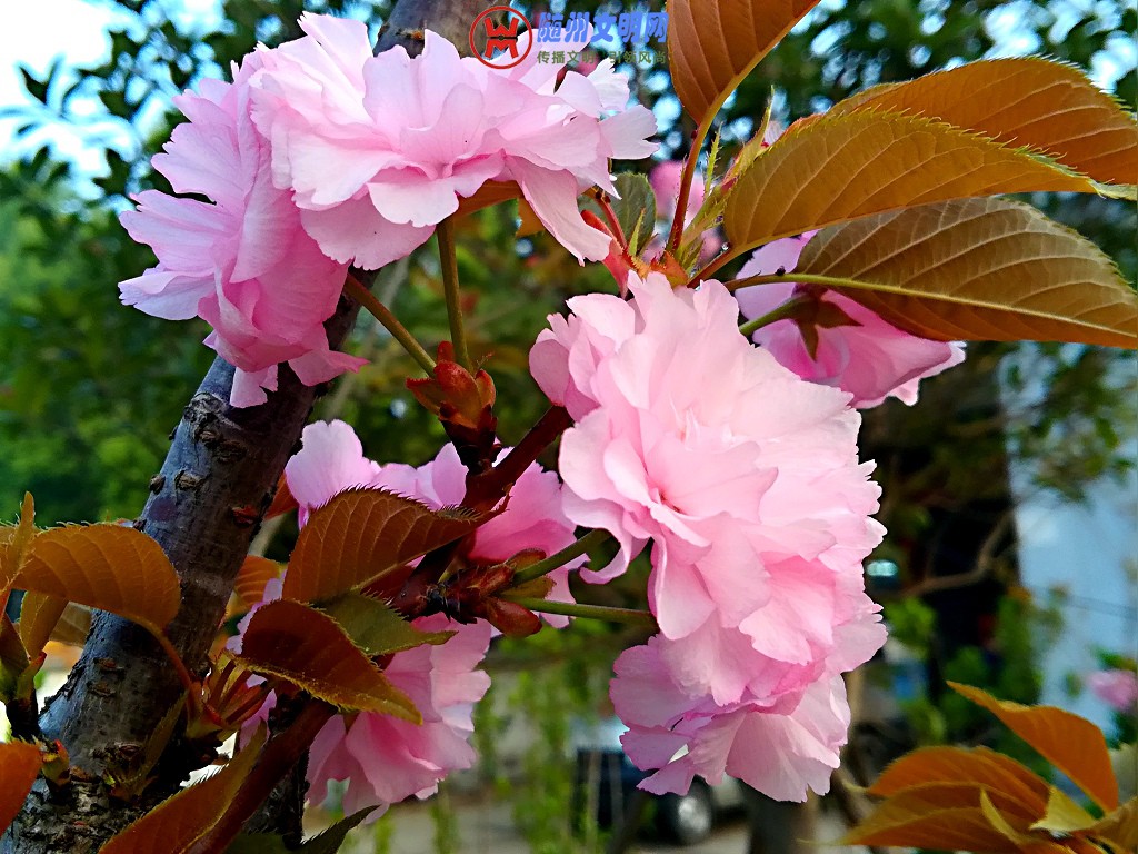 IMG_20180403_070946_1.jpg
