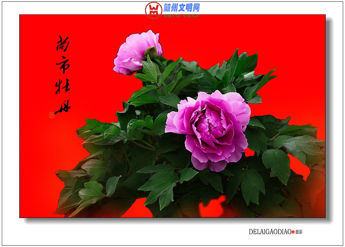 IMG_6888.jpg