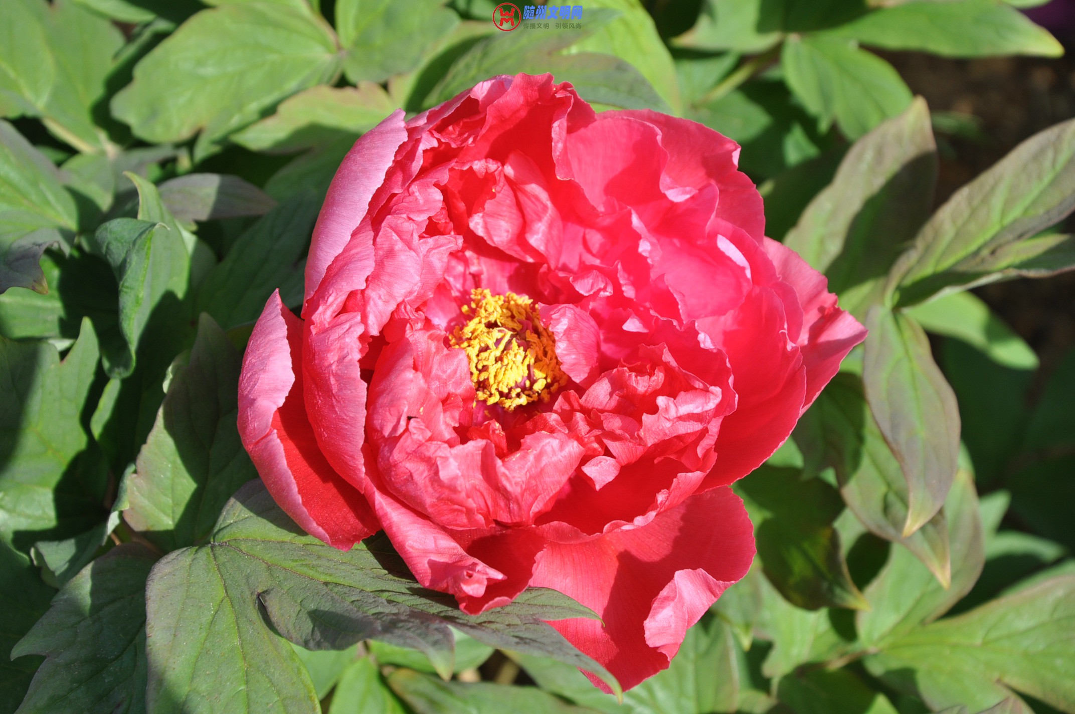 DSC_0010.JPG