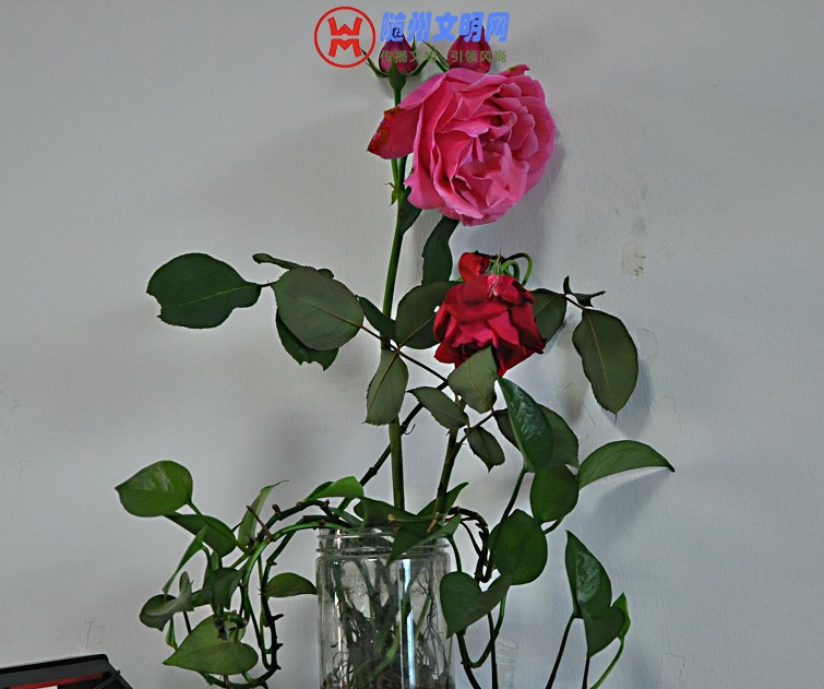 DSC_0003.JPG