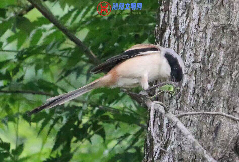 QQ图片20180512153259.jpg