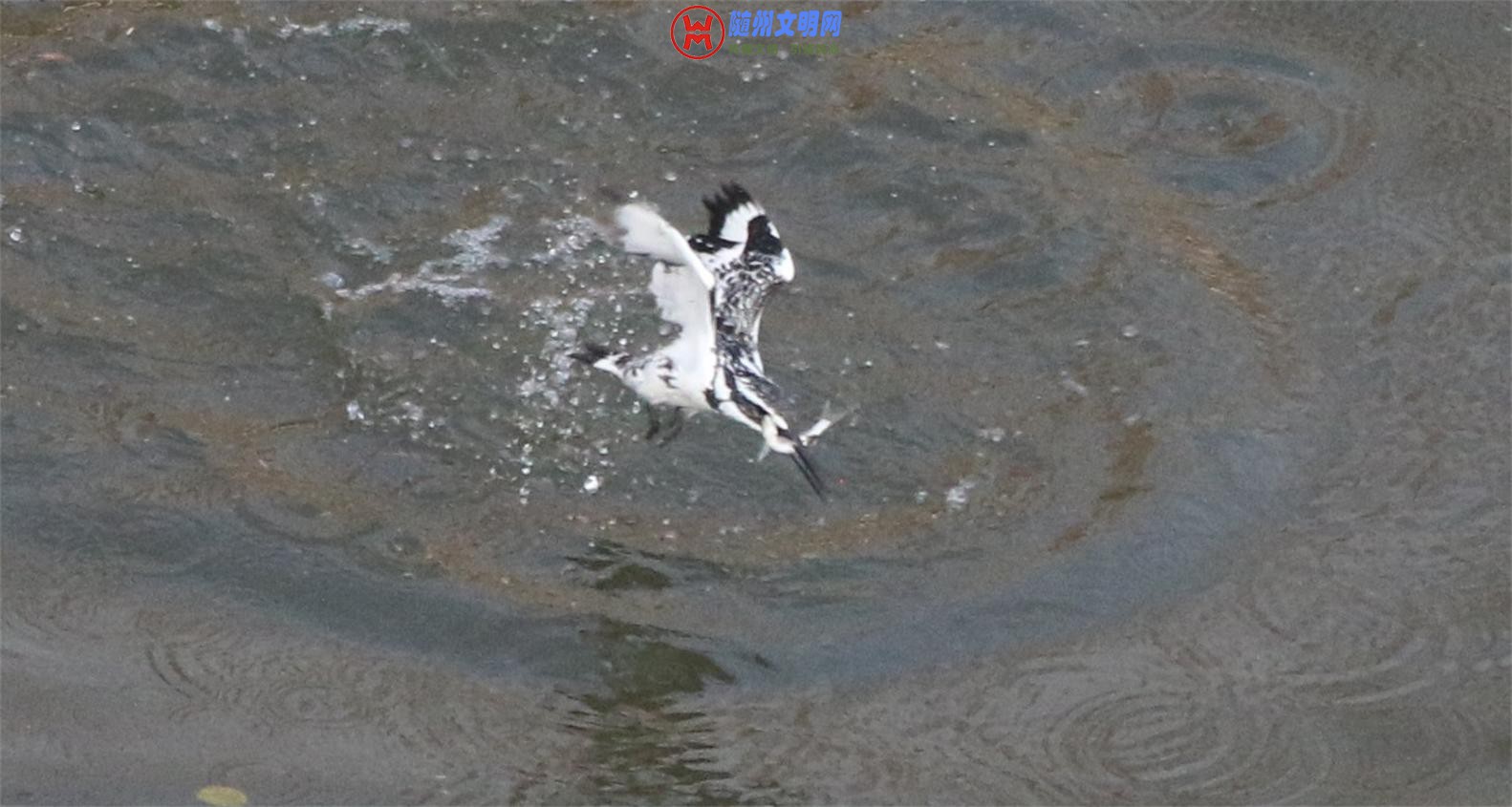 QQ图片20180512153325.jpg
