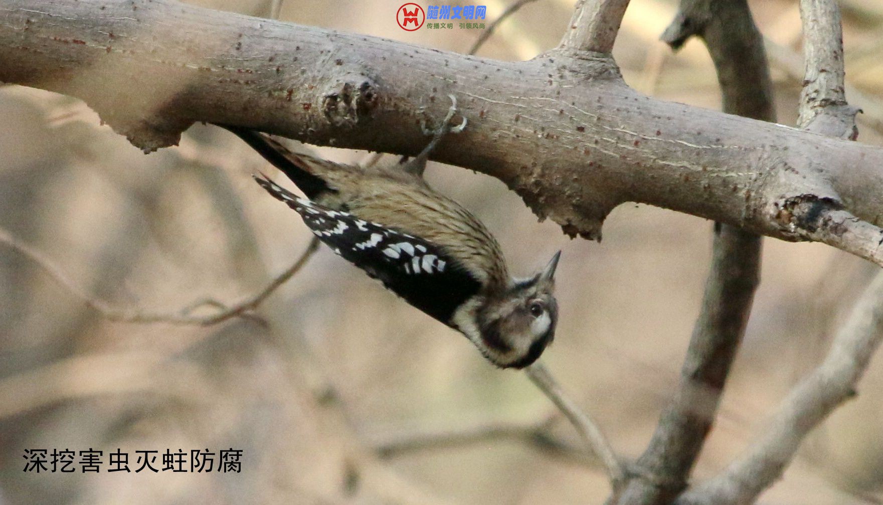 QQ图片20180512153346.jpg