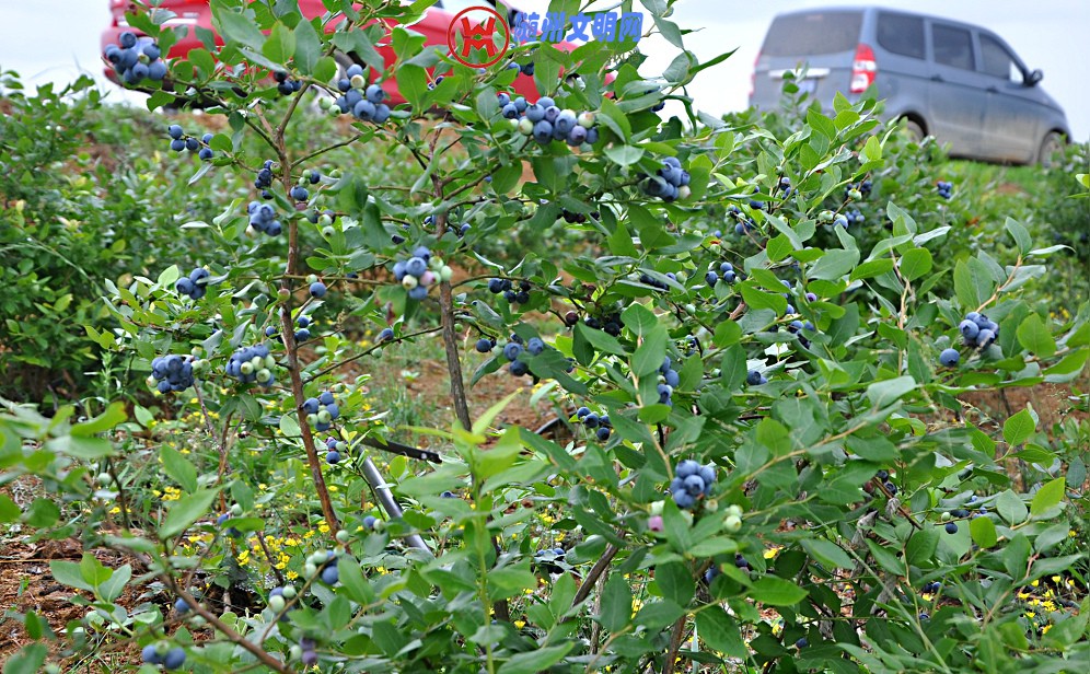 DSC_0008.JPG