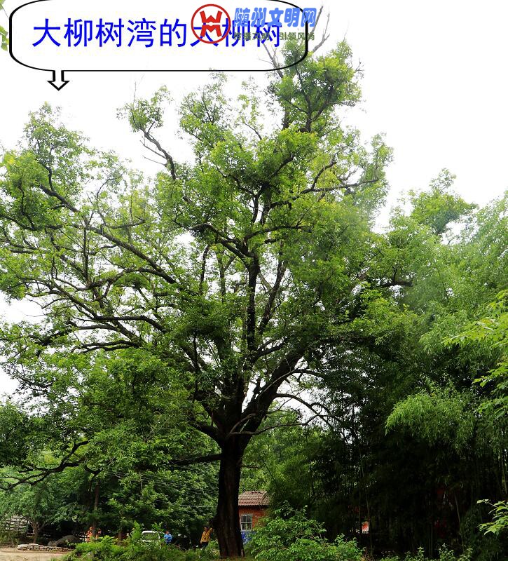 TIMͼ20180606084818.jpg