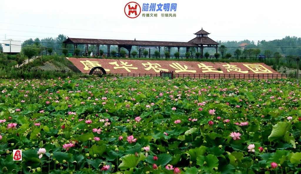 观荷——作者：曾宪德 (1).jpg