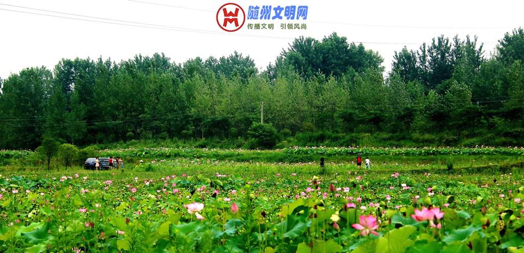 观荷——作者：曾宪德 (7).jpg