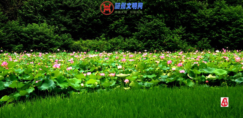 观荷——作者：曾宪德 (11).jpg