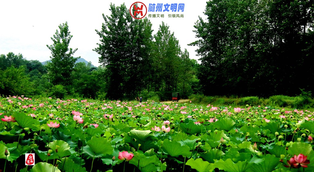观荷——作者：曾宪德 (12).jpg