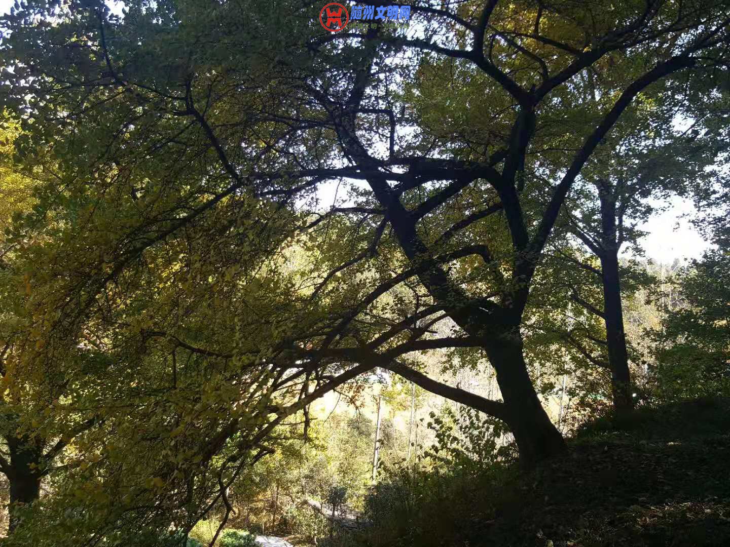 微信图片_20181101223632.jpg
