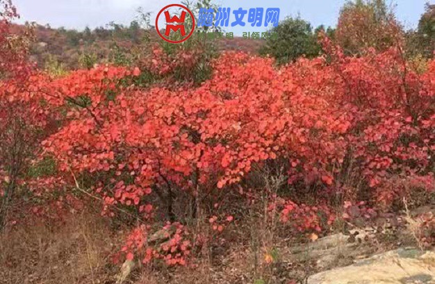 ΢ͼƬ_20181105110907.jpg