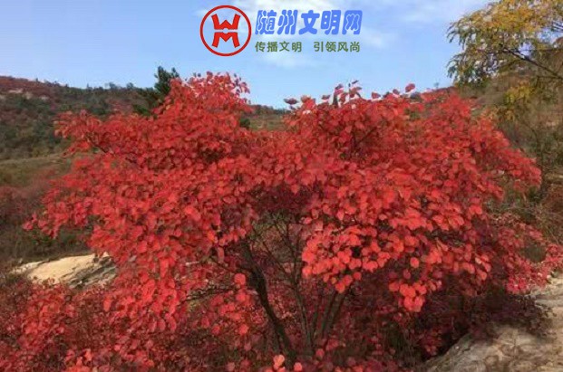 ΢ͼƬ_20181105110819.jpg