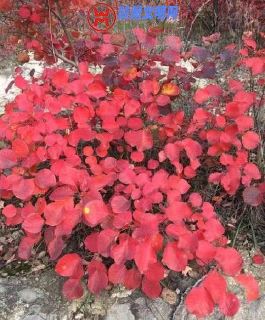 ΢ͼƬ_20181105110816.jpg