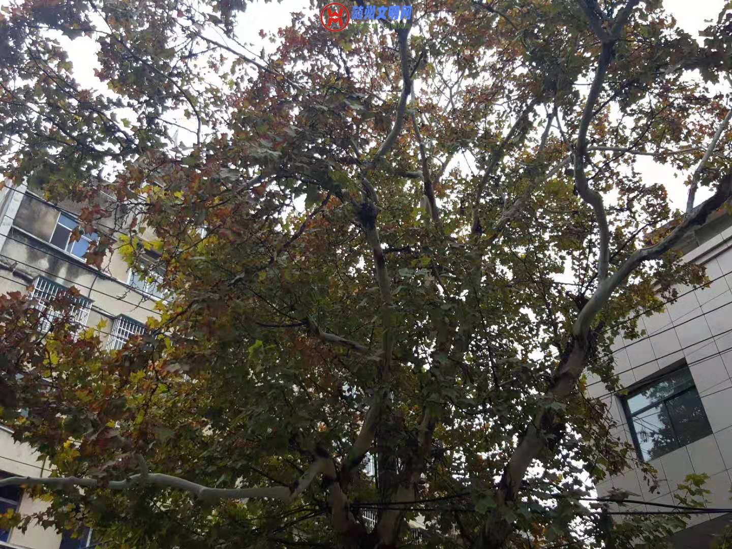微信图片_20181106222109.jpg