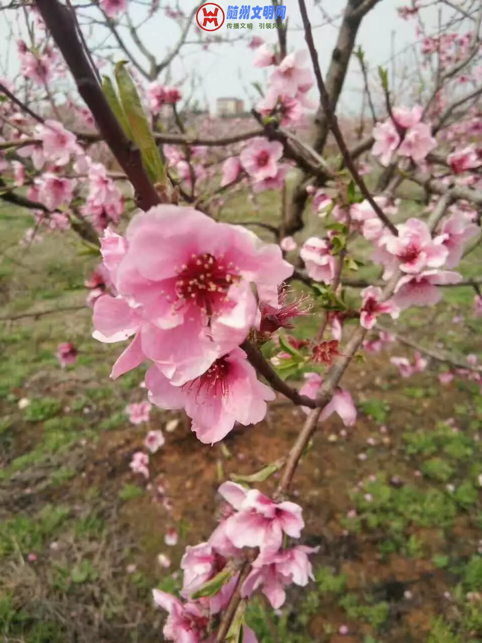 ΢ͼƬ_20190327163130.jpg
