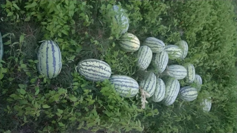 ΢ͼƬ_20200715084341.jpg