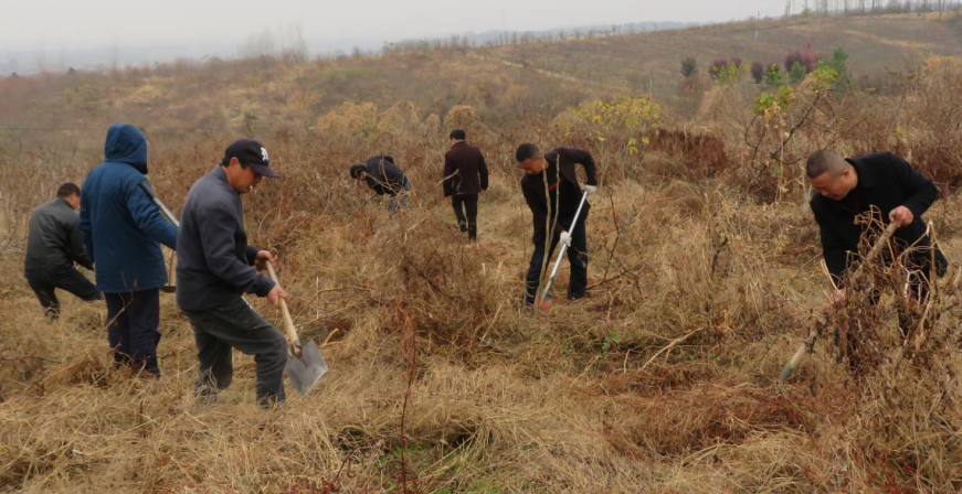 1129郭集村连翘药材基地除草.png